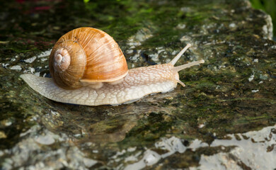 snail on wet surface macro