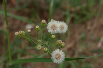 white fluffy dandelions in the grass ready to spread their seeds