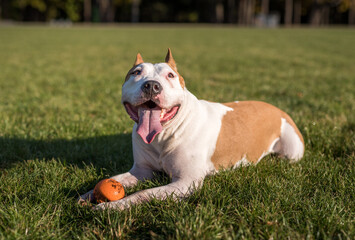 American Bulldog is Playing on the Ground.