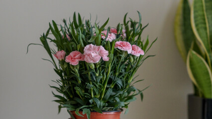 bouquet pink flowers in vase
