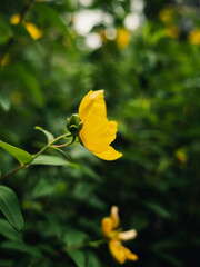 yellow flower in the garden