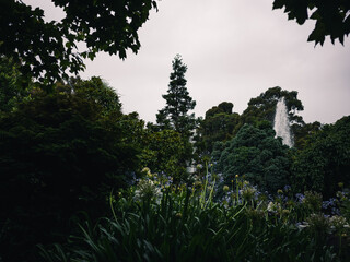 Trees and plants in the park
