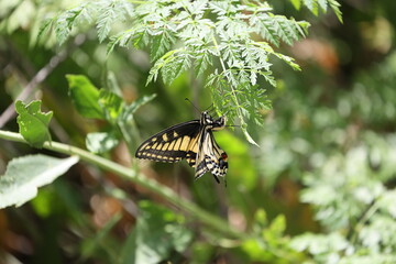 butterfly on leaf