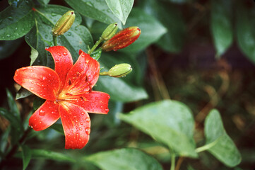 Rain drop covered red day lily in morning sun in Dubuque, Iowa, USA.