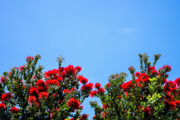Pohutakawa tree flowering in summer in New Zealand on a blue sky sunny day