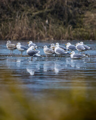 Larus cachinnans ( Mewa Białogłowa )
