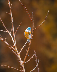 Cyanistes caeruleus ( Modraszka )