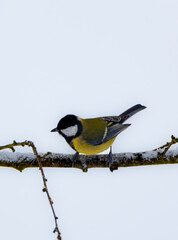 Parus major ( Sikorka Bogatka ) © Tomasz
