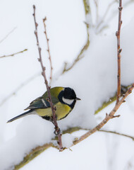 Parus major ( Sikorka Bogatka ) © Tomasz