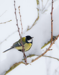 Parus major ( Sikorka Bogatka ) © Tomasz