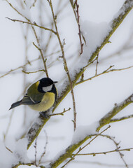 Parus major ( Sikorka Bogatka ) © Tomasz