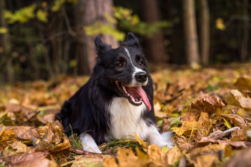 Border Collie is Lying on the Ground and Playing. Open Mouth. Smiling