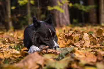 Border Collie is Lying on the Ground and Playing. Open Mouth.