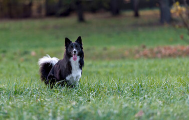 Border Collie Dog is Running on the Grass.