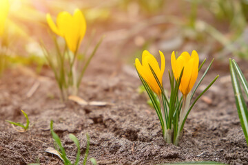 A group of blooming golden yellow Crocus flavus, also known as Dutch yellow crocus.