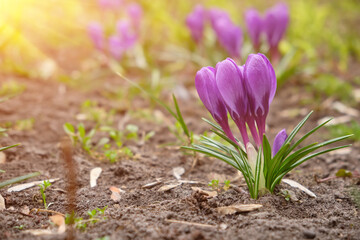 Large group of purple crocuses Ruby giant and a bumblebee sitting inside.