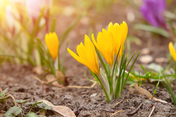 A group of blooming golden yellow Crocus flavus, also known as Dutch yellow crocus.