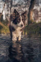 cane bordercollie