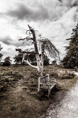 Old bench with dead tree growing near in a park