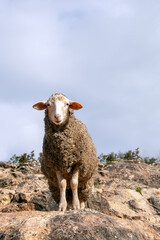 A young sheep grazes in the mountains against a clear sky