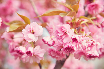 Fototapeta na wymiar Cherry Blossom in spring with Soft focus, Sakura season