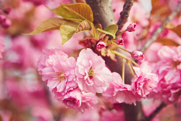 cherry blossom sakura in spring time over blue sky.