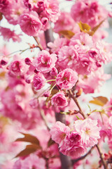 Amazing pink cherry blossoms on the Sakura tree in a blue sky.