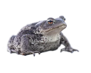 Foto op Plexiglas Isolated frog © Pink Badger