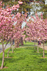 Naklejka premium blooming sakura trees in alley. Pink sakura flowers on branches in sunny light in spring city street, landscape view. Enjoying spring in the city