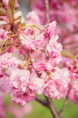 Cherry Blossom in spring with Soft focus, Sakura season