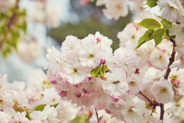 Amazing pink cherry blossoms on the Sakura tree in a blue sky.