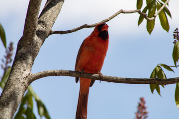 Cardinal On a tree Branch