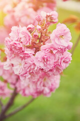 cherry blossom sakura in spring time over blue sky.