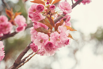 cherry blossom sakura in spring time over blue sky.
