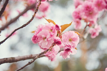 Amazing pink cherry blossoms on the Sakura tree in a blue sky.