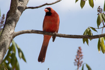 Cardinal On a Tree Branch