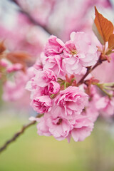 Cherry Blossom in spring with Soft focus, Sakura season