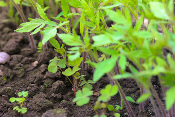 Fresh leaves of green young sprouts planted in black earth, soil. Growing tomatoes in the vegetable garden, ecological farm in the summer. Green plant grows in good soil. Natural environment nature.