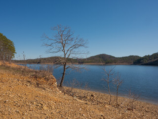 small trees beside the lake