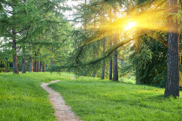 Beautiful landscape with pine forest and dirt road. Ecologically clean place with fresh air.