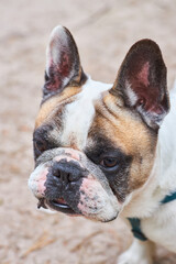 Cute french bulldog sits and looks straight in the camera on the yellow autumn leafs during beautiful autumn day.