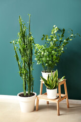 Stepladder stool with houseplants near green wall