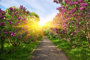 Naklejka premium Lilac alley leading to Vydubichi monastery in Hryshko National Botanical Garden with Left bank view, Kiyv