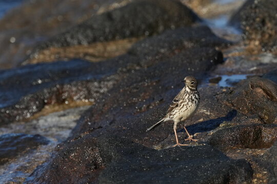 Buff Bellied Pipit On A Rock