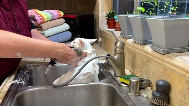 4K HD video of white Kao Manee cat with heterochromia in a kitchen sink getting a bath to remove dirt and oily fur. Older caucasian female washing domestic pet feline. Rinsing off cat.
