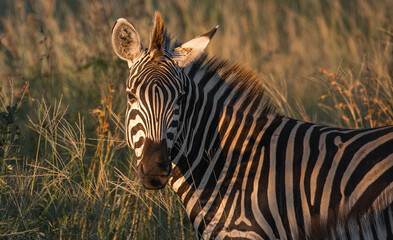 Fototapeta na wymiar Direct look of African Zebra