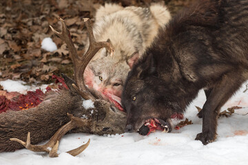 Black Phase Grey Wolf (Canis lupus) and Light Grab Mouthfuls of White-Tail Deer Carcass Winter