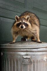 Raccoon (Procyon lotor) Stands Defiant Atop Garbage Can - 558779738