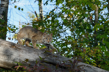 Bobcat (Lynx rufus) Looks Out While Walking Down Log Paw Out Autumn