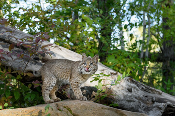 Naklejka na ściany i meble Bobcat (Lynx rufus) Looks Up From Rock While Licking Face Autumn